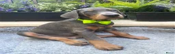 Dobermann dogs for sale: *KC REGISTERED* HEALTH TESTED DOBERMAN PUPPIES - Advert 23