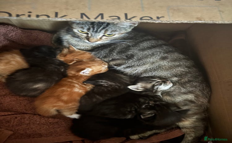 Mixed Breed cats - Advert 2