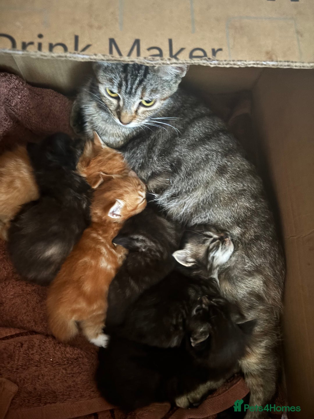Mixed Breed cats for sale: 3 male fluffy kittens for sale - Image 1
