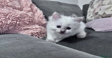 Ragdoll cats - Advert 1