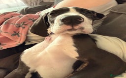 Great Dane dogs for sale: Kc reg female Great Dane 5 months old  - Advert 2