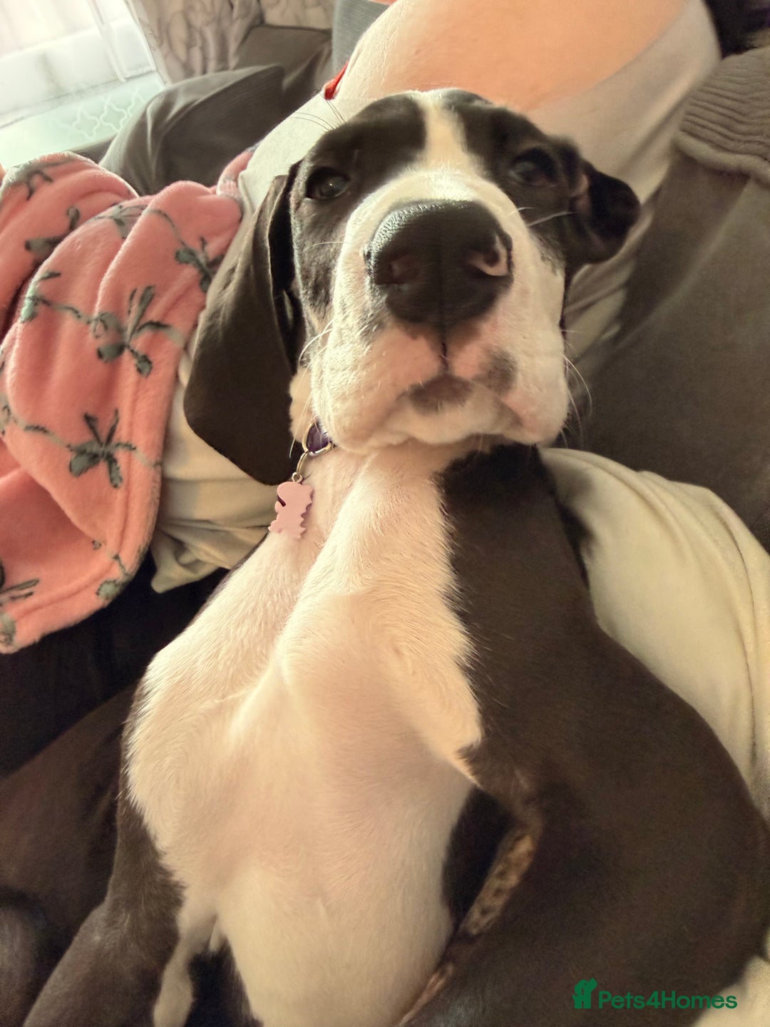 Great Dane dogs for sale: Kc reg female Great Dane 5 months old  - Advert 2