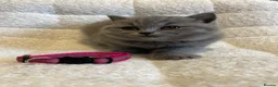 British Shorthair cats for sale: 6 beautiful British shorthair kittens, READY NOW* - Advert 19