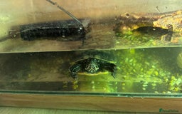 Turtle reptiles for sale: 2 Aquatic Turtles + Full Setup (Free) - Image 4