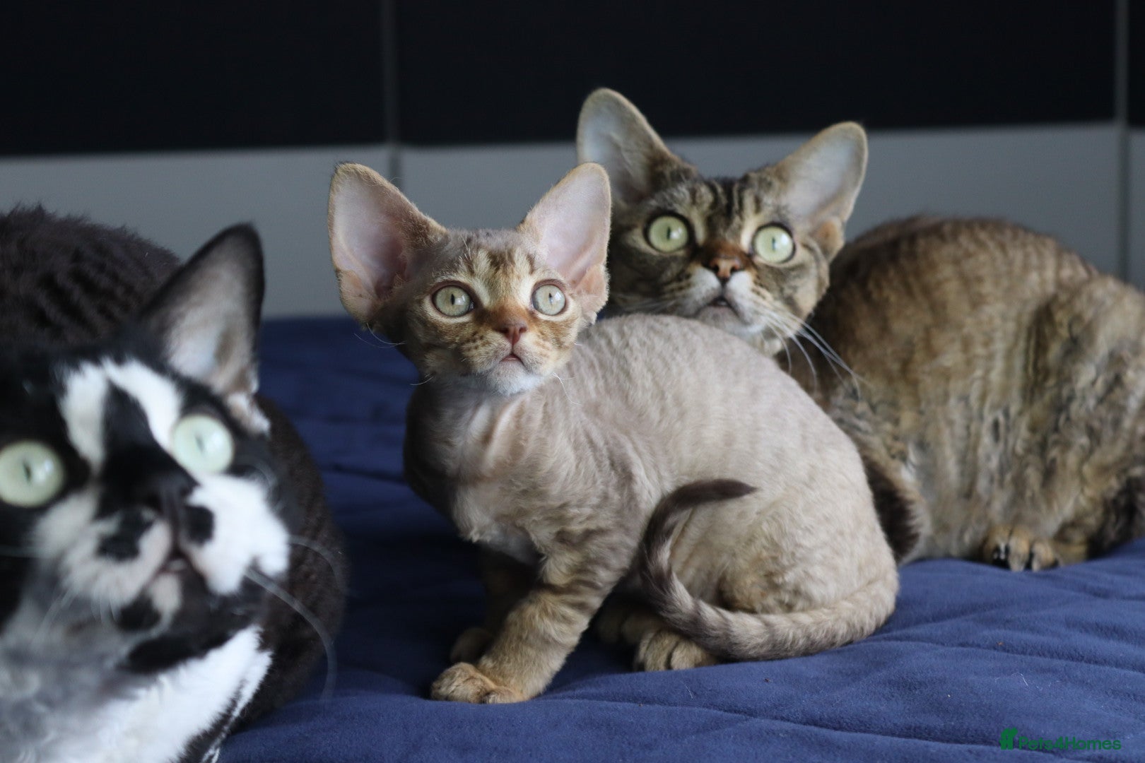 Devon Rex cats 🎉Beautiful, healthy and full pedigree Devon Rex🎉 - Advert 1