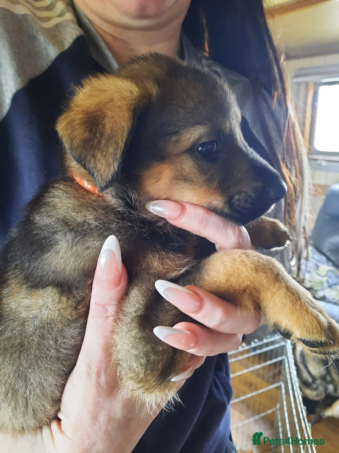 Mixed Breed dogs for sale: Rottweiler X German Shepherd Puppies  in Bristol - Advert 33
