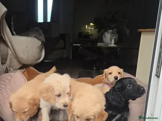 Mixed Breed dogs Golden Retriever X Cockapoo Puppies 🐾 - Advert 1