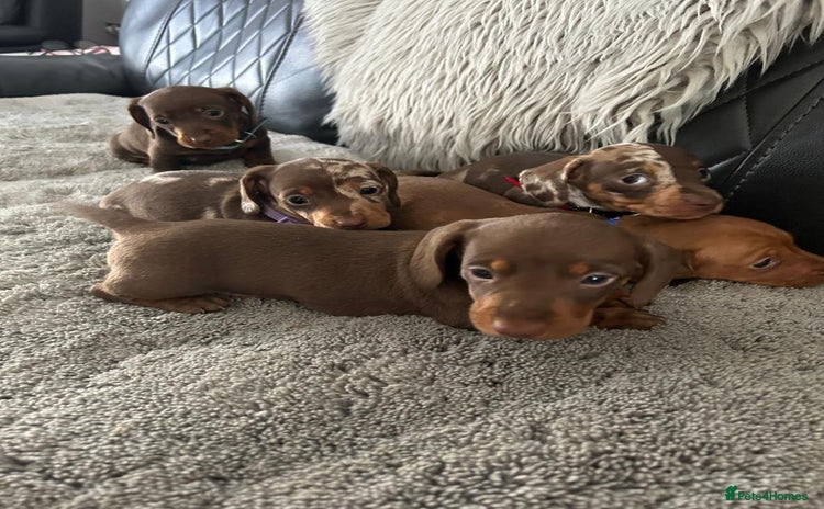 Miniature Dachshund dogs - Advert 6
