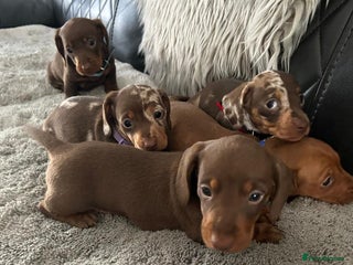 Miniature Dachshund dogs for sale - Advert 1