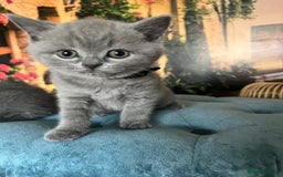 British Shorthair cats for sale: Beautiful British shorthair kittens 🐱 🥰 - Advert 11