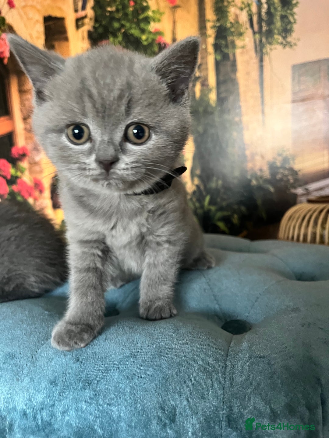 British Shorthair cats for sale: Beautiful British shorthair kittens 🐱 🥰 - Advert 11