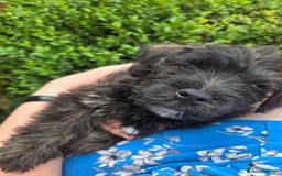 Mixed Breed dogs for sale: F1 Westipoos  - Image 26