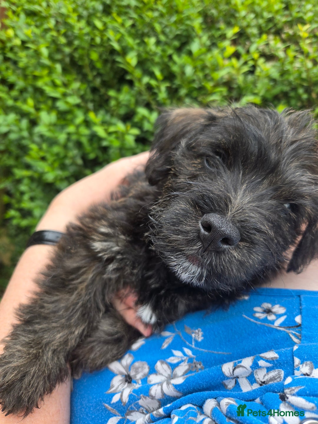 Mixed Breed dogs for sale: F1 Westipoos  - Image 26