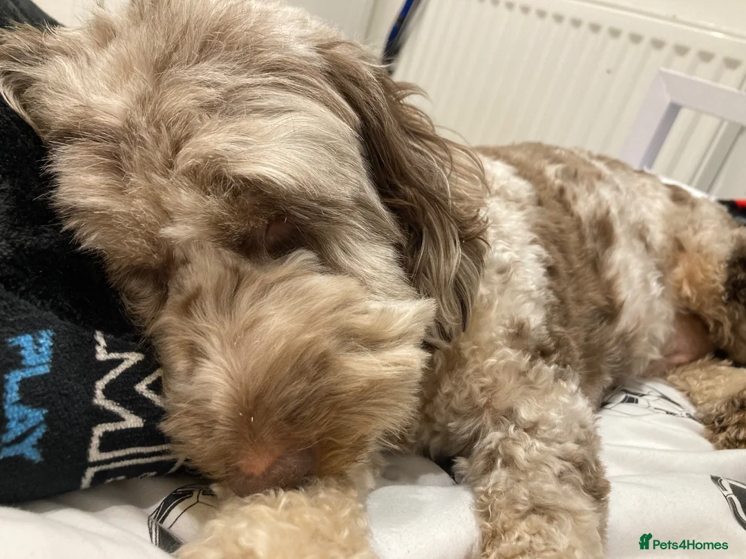 Cockapoo dogs for sale: Bear cockapoo - Advert 2