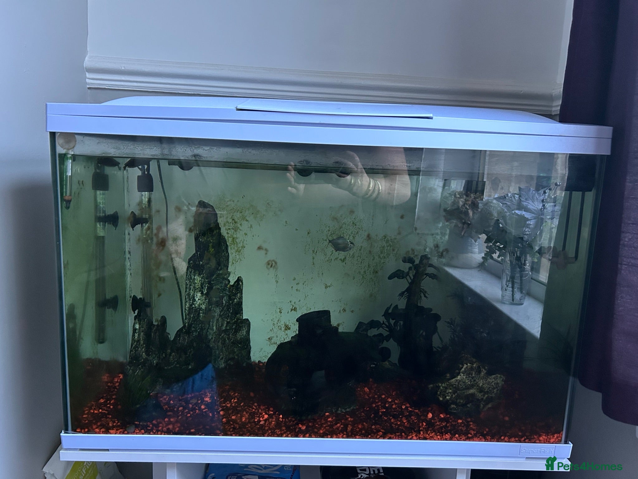 Other/Mixed Breed fish Fish tank and filter plus two fish  - Advert 2