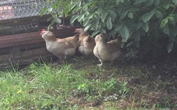 Chickens poultry for sale: Salmon Faverolle Hens - Image 2