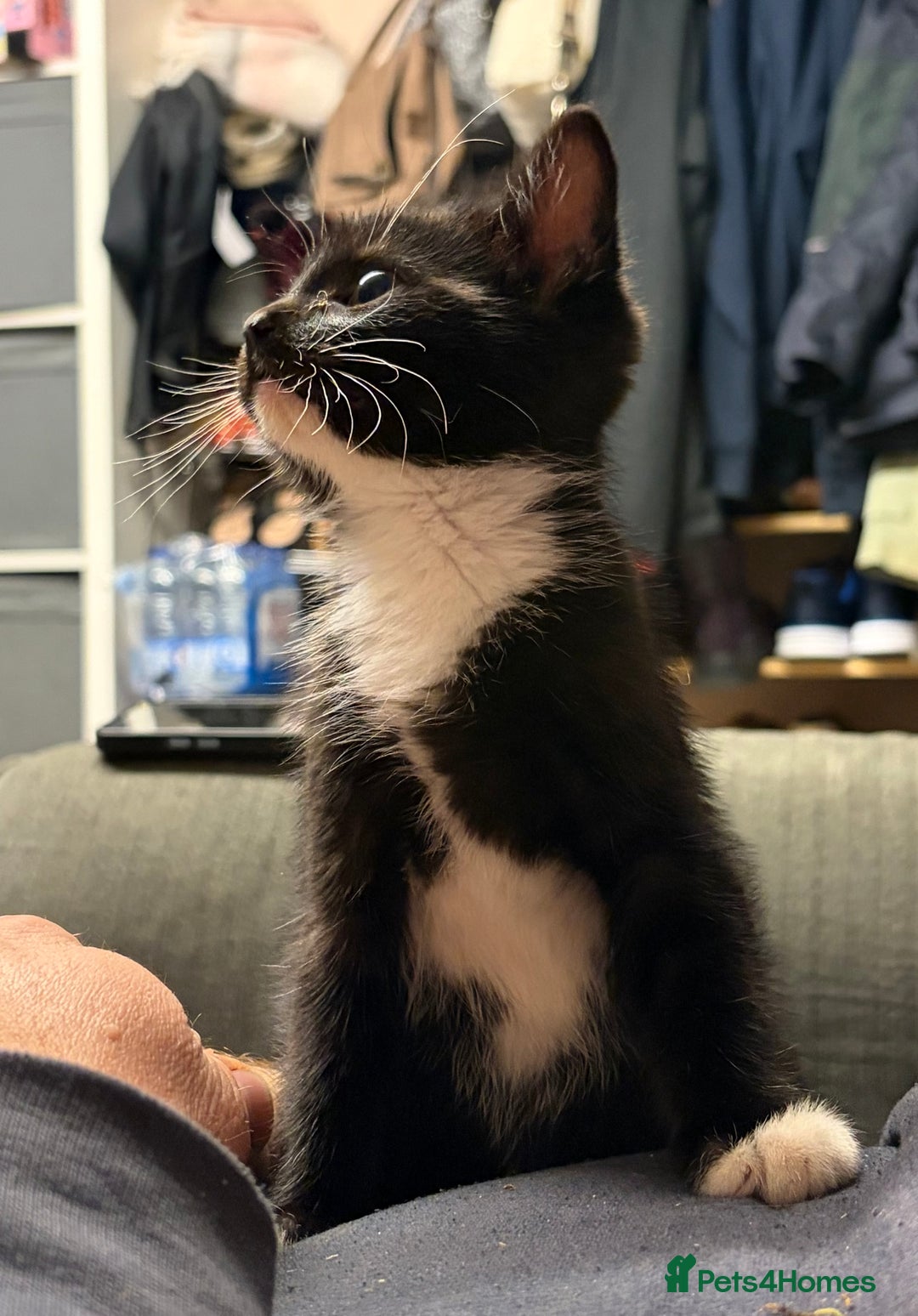 Mixed Breed cats for sale: Pretty tuxedo female kitten  - Advert 3