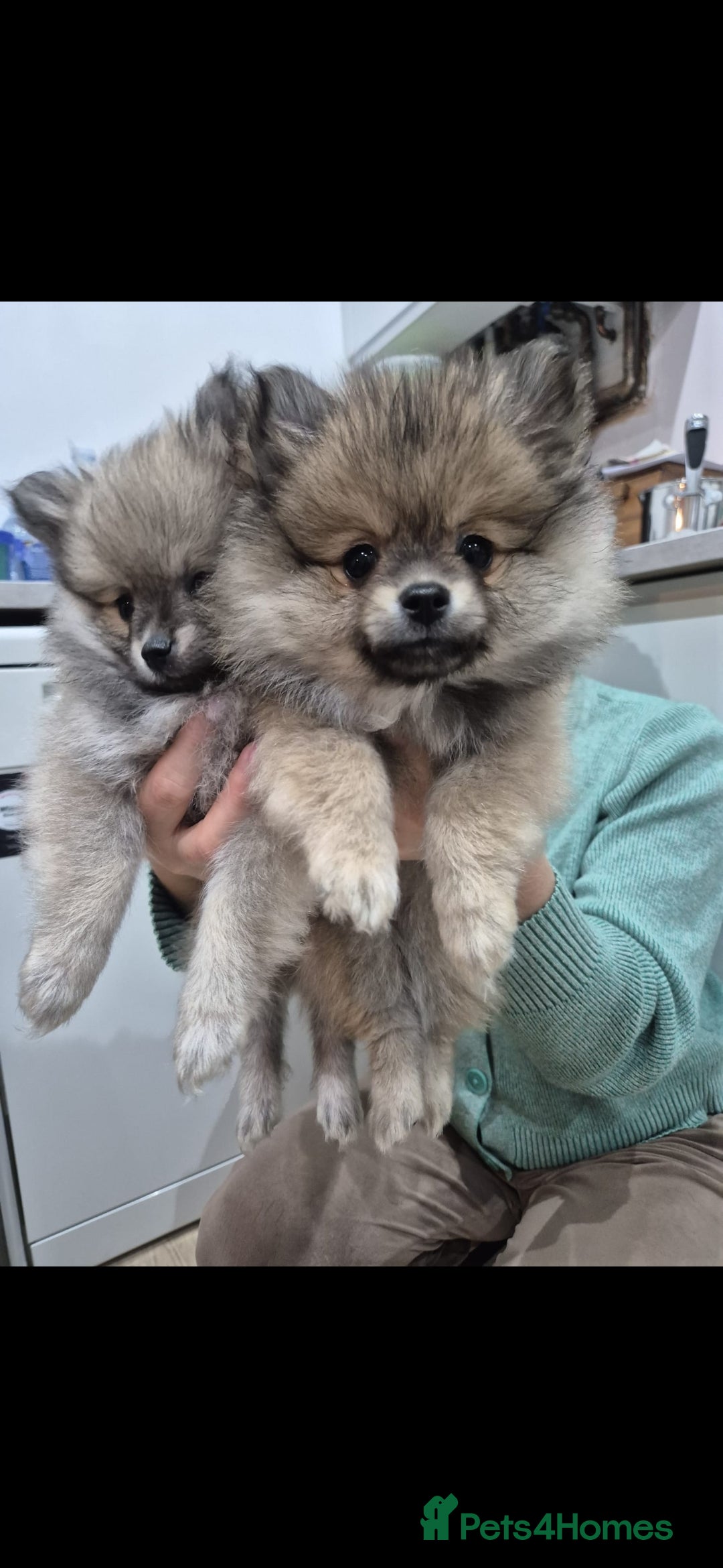 Pomeranian dogs Small Beautiful Pomeranian Puppies Ready Now  - Advert 10