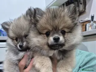 Pomeranian dogs Small Beautiful Pomeranian Puppies Ready Now - Advert 10