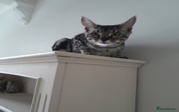 Savannah cats for sale: Full Pedigree & TICA Reg Marble Savannah Kitten - Image 23