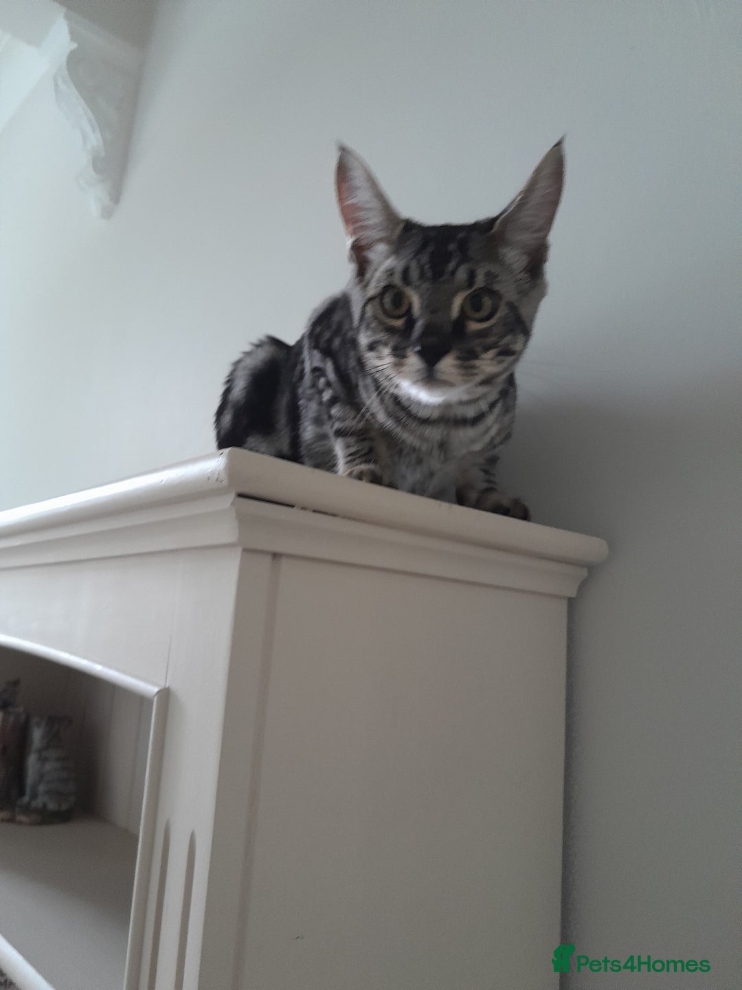 Savannah cats for sale: Full Pedigree & TICA Reg Marble Savannah Kitten - Image 23