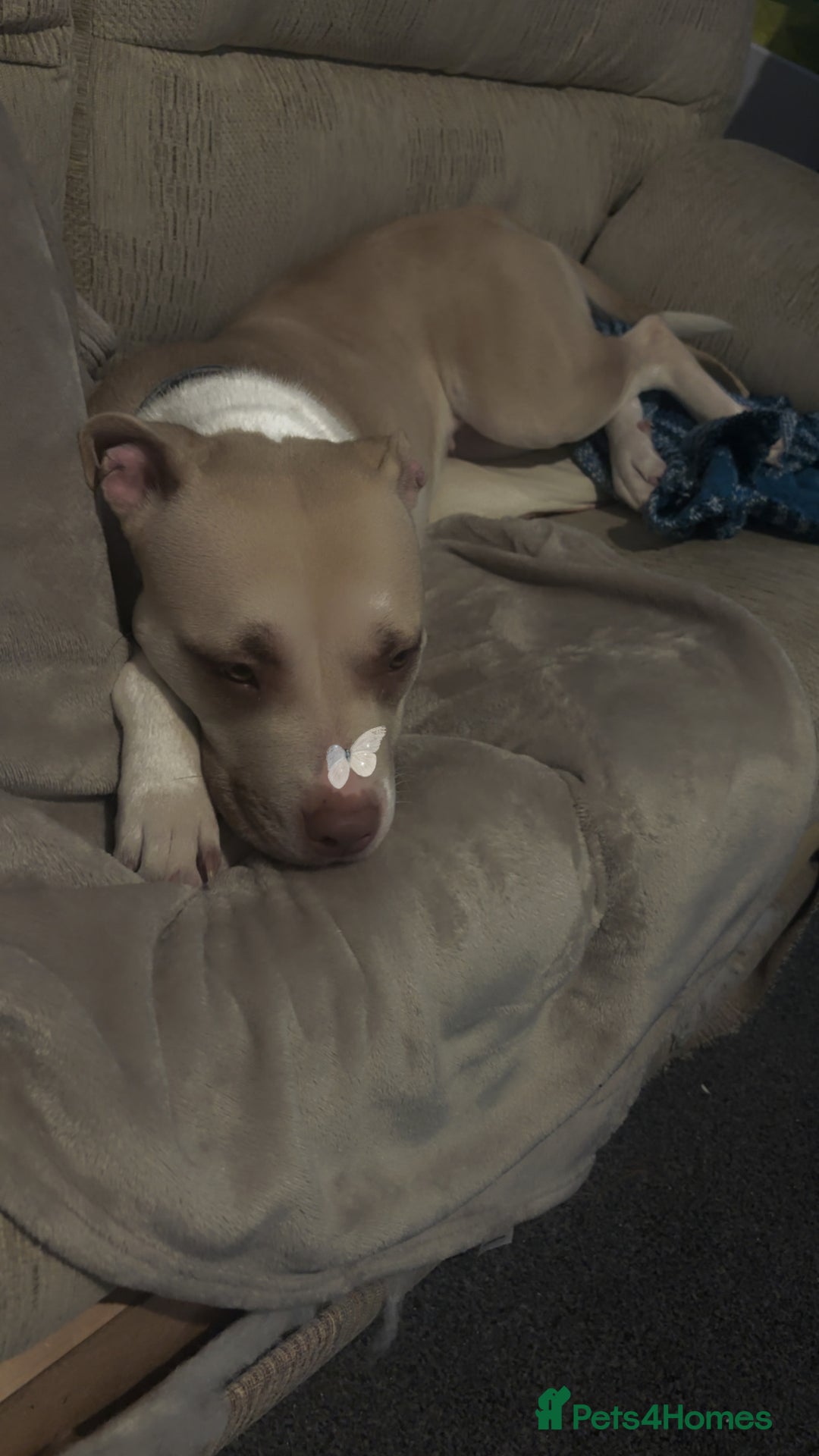 Mixed Breed dogs for sale: New Home ASAP - Advert 2