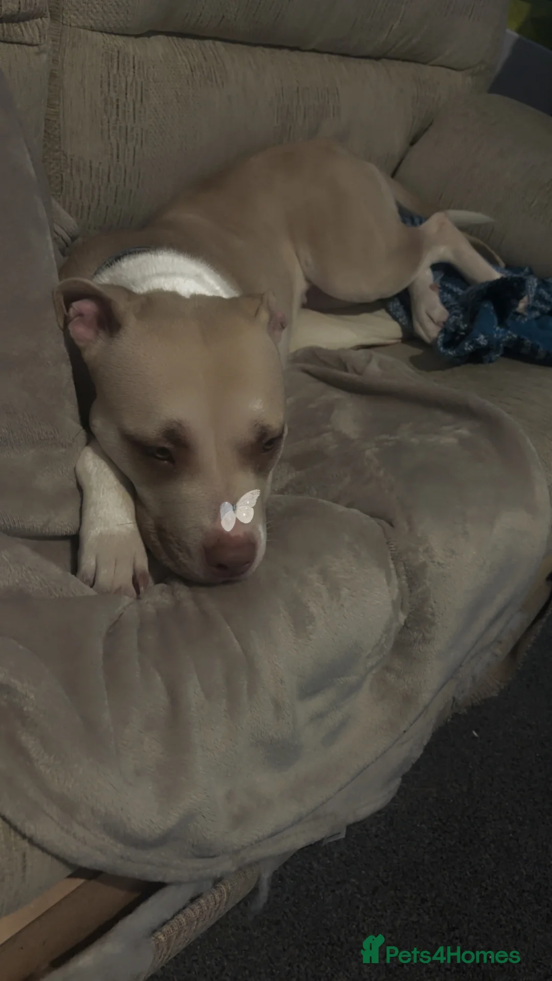 Mixed Breed dogs for sale: New Home ASAP - Advert 2