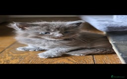 Maine Coon cats for sale: Maine coon pedigree kittens  - Image 17
