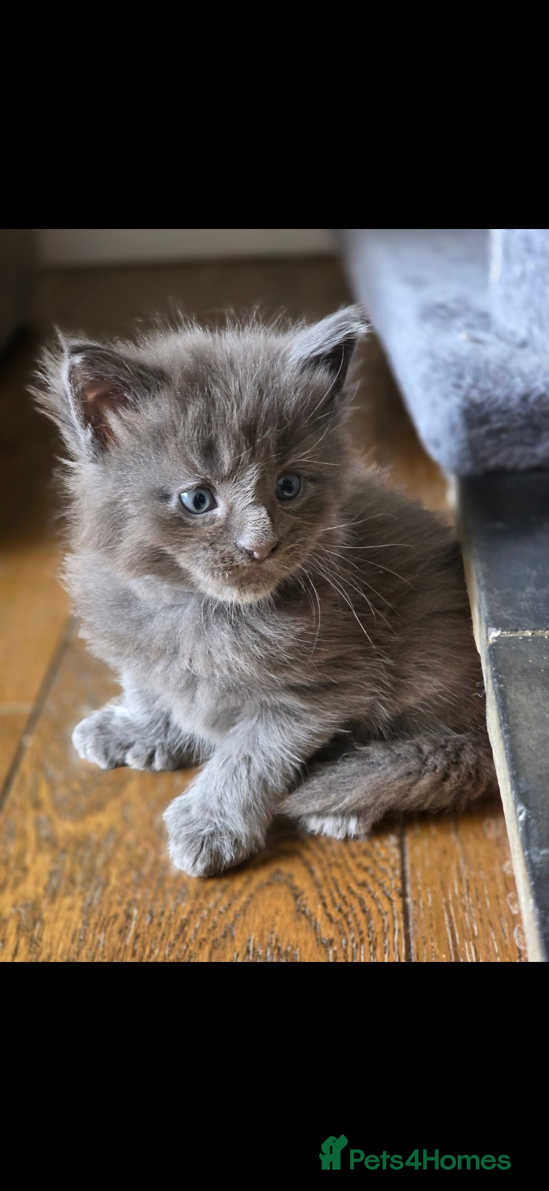 Maine Coon cats for sale: Maine coon pedigree kittens  - Image 17