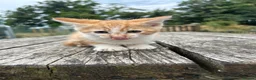 Mixed Breed cats for sale: Ginger Kittens for sale! Ready now!  - Advert 12