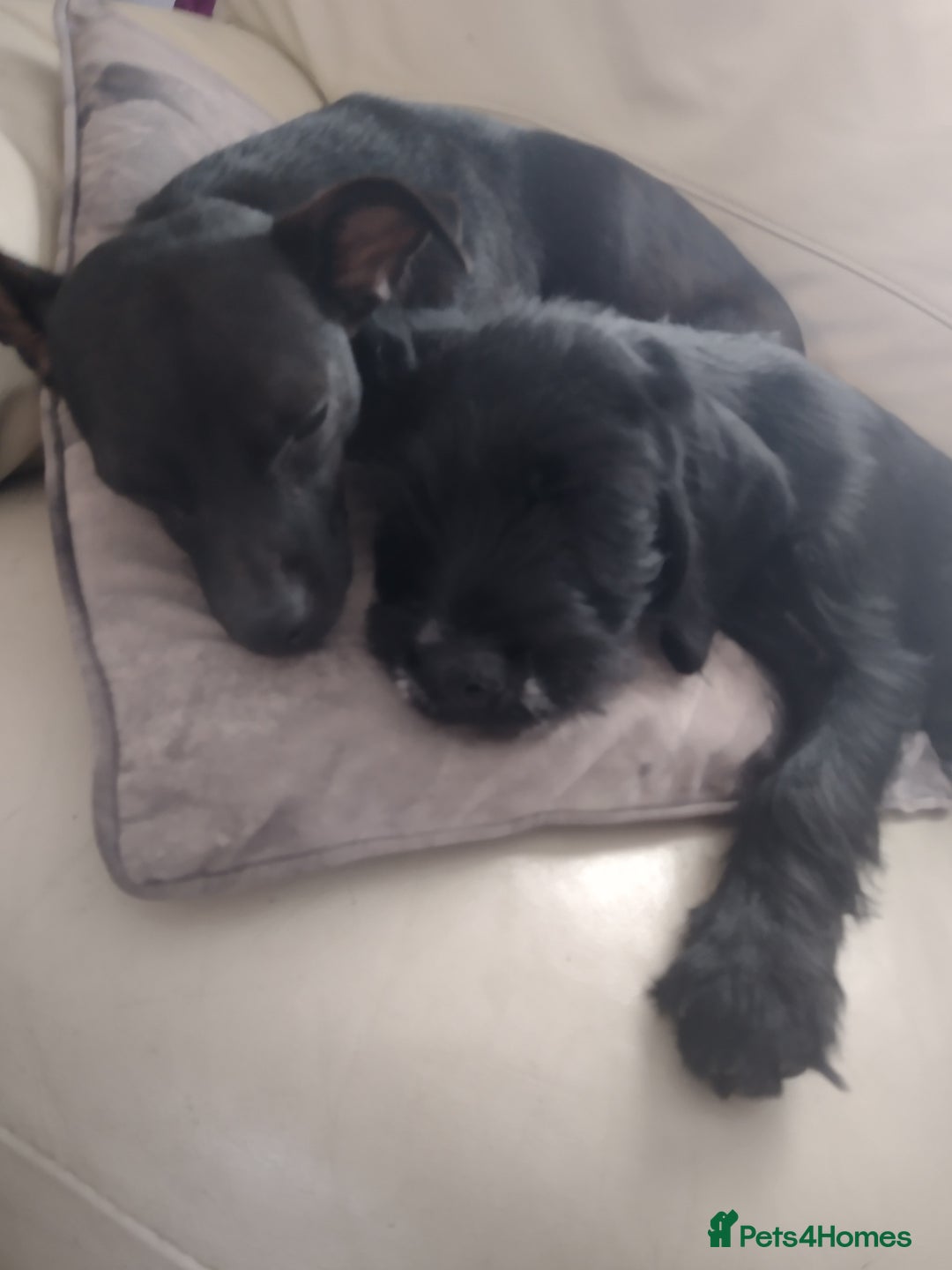 Mixed Breed dogs for sale: Sprocker x gwp - Image 3