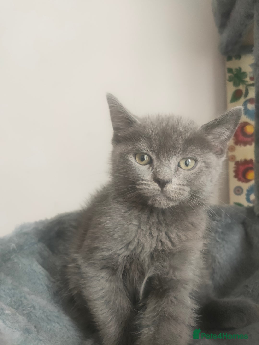 Ragdoll cats for sale: Beautifully half ragdoll kittens  - Image 5