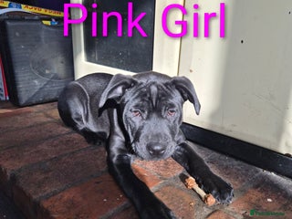 Mixed Breed dogs - Advert 18