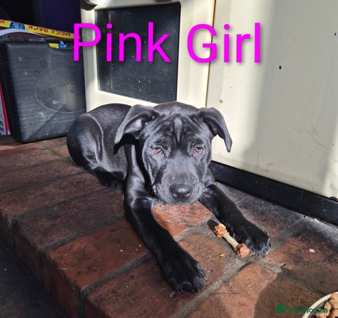 Mixed Breed dogs - Advert 15