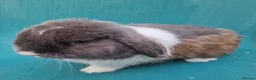 Mini Lop rabbits for sale: Male mini lop rabbits. Exceptionally well bred!  - Advert 2