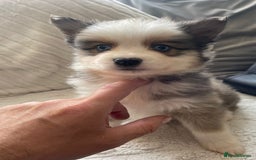Pomsky dogs for sale: Ready - Blue eyed pomsky’s  - Image 11