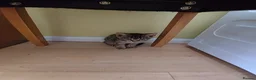 Mixed Breed cats for sale: 4 kittens to good hands  - Advert 4