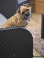 Border Terrier dogs Border Terriers - Advert 5