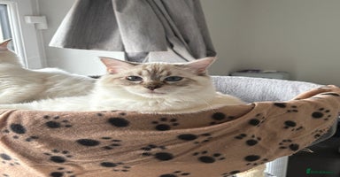 Ragdoll cats - Advert 16