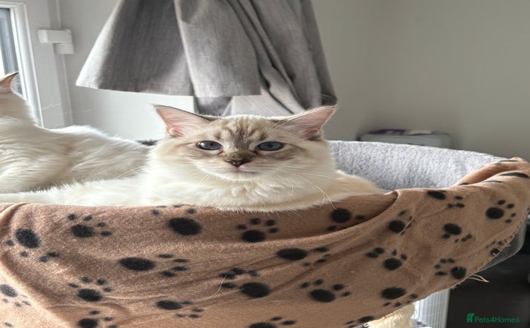 Ragdoll cats - Advert 1