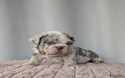 English Bulldog dogs for sale: English Bulldog Puppies  - Advert 22