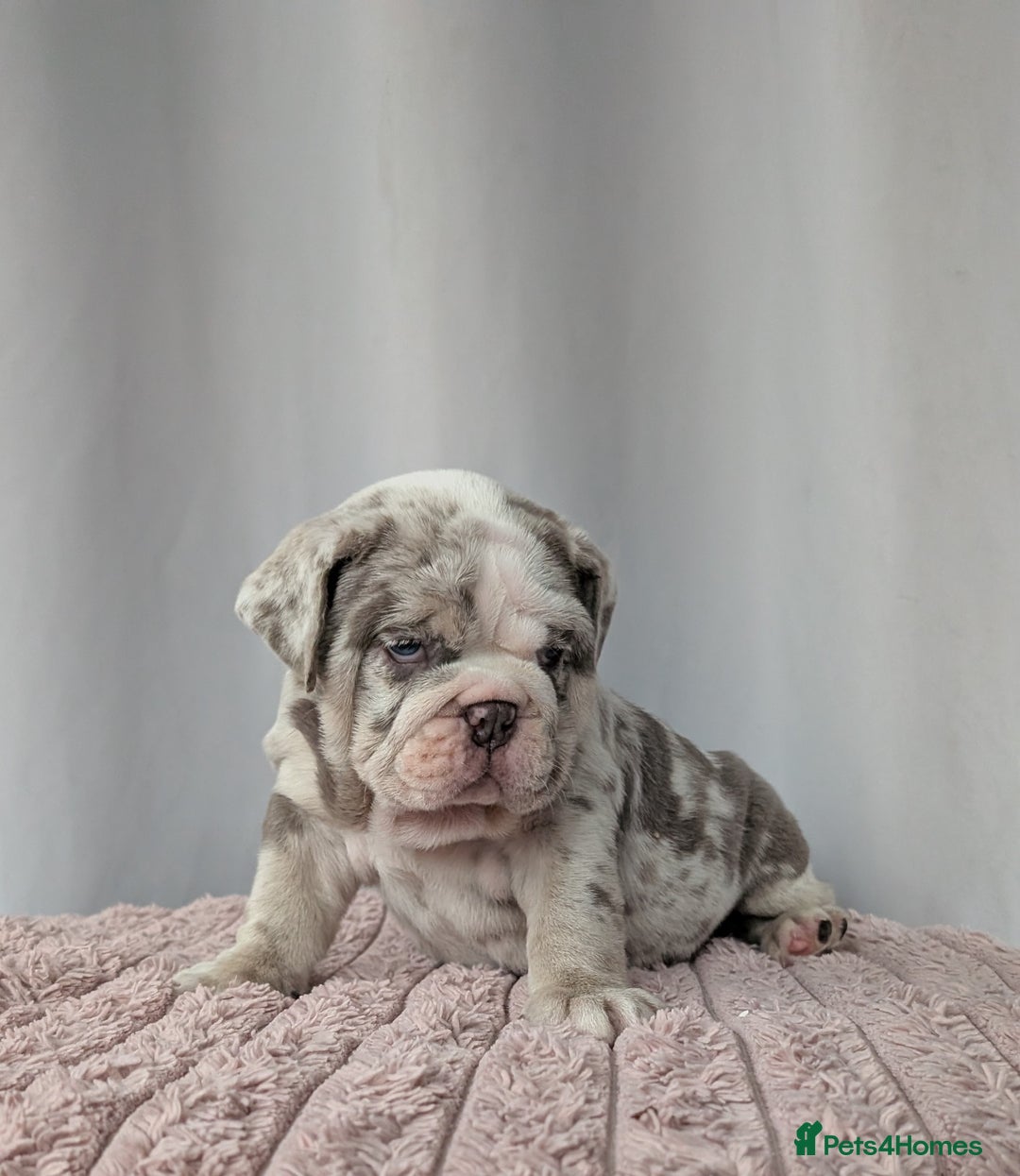 English Bulldog dogs for sale: English Bulldog Puppies  - Advert 22