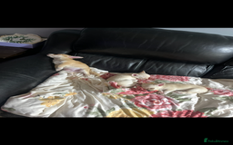 Chihuahua dogs for sale: 3 small chihuahua puppies  - Image 31