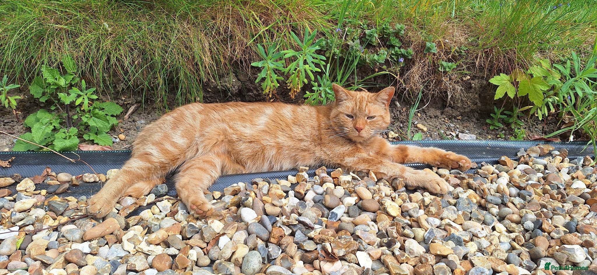 Mixed Breed cats Rare ginger female family cat  - Advert 12
