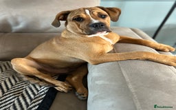 Mixed Breed dogs for sale: 5month old mixed breed  - Image 4