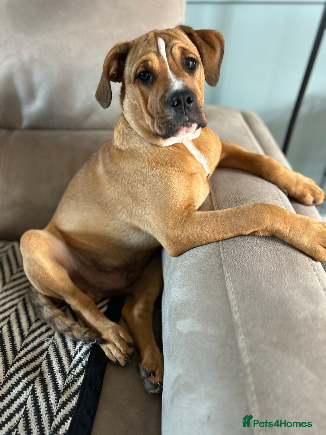 Mixed Breed dogs for sale: 5month old mixed breed  - Image 4