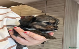 Mixed Breed dogs for sale: Chihuahua cross terrier puppies  - Image 9