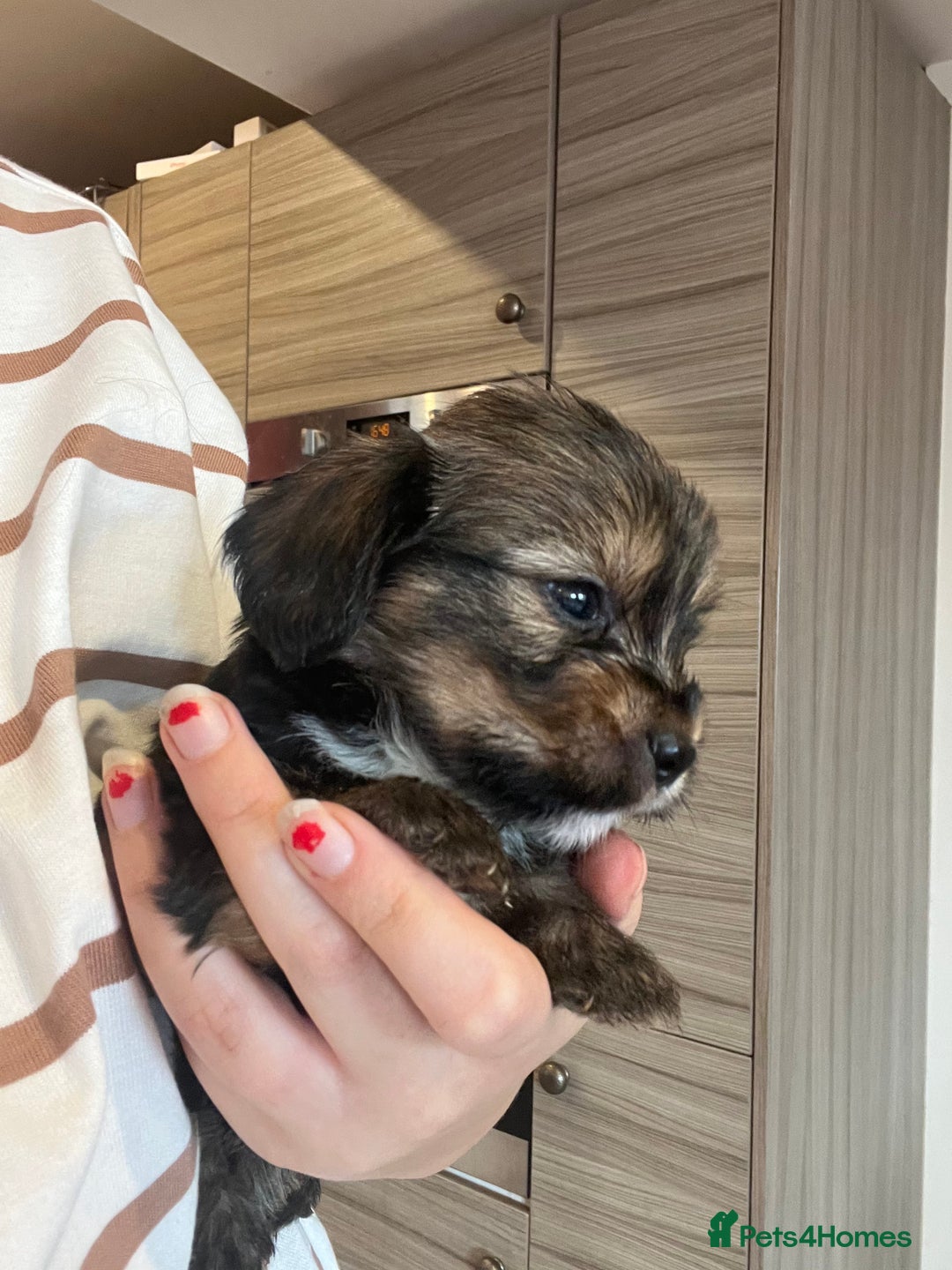 Mixed Breed dogs for sale: Chihuahua cross terrier puppies  - Image 9