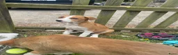 Mixed Breed dogs for sale: Collie cross puppies  - Advert 6