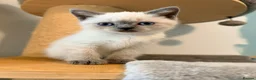 British Shorthair cats for sale: Beautiful Colour point kittens available now! - Advert 8